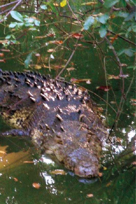 Cocodrilo. Foto: SECTUR